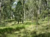 91 Jenny Lind Lane, Tabulam, NSW 2469-Image