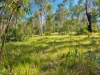 91 Jenny Lind Lane, Tabulam, NSW 2469-Image