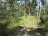 91 Jenny Lind Lane, Tabulam, NSW 2469-Image