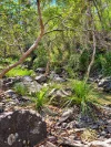 91 Jenny Lind Lane, Tabulam, NSW 2469-Image