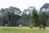 91 Koolilabah Lane, Penrose, NSW 2579-Image