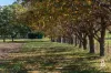 936 Mirannie Road, Singleton, NSW 2330-Image