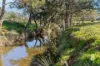 936 Mirannie Road, Singleton, NSW 2330-Image