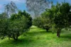 937 Allyn River Road, East Gresford, NSW 2311-Image