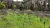 95 Wonga Road, Kawarren, Vic 3249-Image