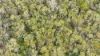 955 Bendoc-Orbost Road, Bendoc, Vic 3888-Image