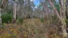 955 Bendoc-Orbost Road, Bendoc, Vic 3888-Image