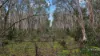 955 Bendoc-Orbost Road, Bendoc, Vic 3888-Image