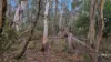 955 Bendoc-Orbost Road, Bendoc, Vic 3888-Image