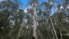955 Bendoc-Orbost Road, Bendoc, Vic 3888-Image