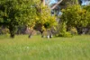 960 Bessell Road, Rosa Brook WA 6285-Image