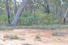 97 Aquilla Avenue, Dandry NSW 2357-Image