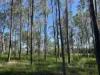 98, Maryborough Biggenden Road, Lakeside, Qld 4621-Image