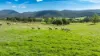 98 Wortmanns Lane, Granya, Vic 3701-Image