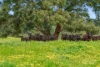 989 Mulwala-, Barooga NSW 3644-Image