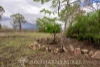 Address available on request, Alton Downs, Qld 4702-Image
