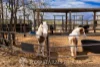 Address available on request, Alton Downs, Qld 4702-Image