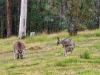 Address available on request, Boorook, NSW 2372-Image