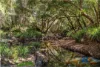 Address available on request, Myrtle Creek, NSW 2469-Image