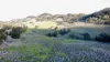 "Bindallah Sth" Warlands Creek Road, Blandford, NSW 2338-Image