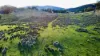 "Bindallah Sth" Warlands Creek Road, Blandford, NSW 2338-Image