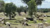 Braziers Road, Jandowae, Qld 4410-Image