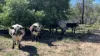 Braziers Road, Jandowae, Qld 4410-Image