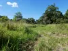 Cnr Silkwood-Japoon Rd & Wooloogin Rd, Japoonvale, Qld 4856-Image