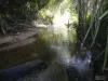 Cnr Silkwood-Japoon Rd & Wooloogin Rd, Japoonvale, Qld 4856-Image