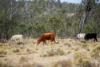 "Cooby Crest" 101 Pipeline Road, Meringandan QLD 4352-Image