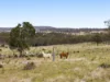 "Cooby Crest" 101 Pipeline Road, Meringandan QLD 4352-Image