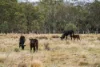 "Cooby Crest" 101 Pipeline Road, Meringandan QLD 4352-Image