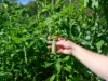 , Kobble Creek QLD 4520-Image