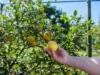 , Kobble Creek QLD 4520-Image