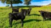 Koetong Creek Track, Bungil, Vic 3691-Image