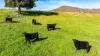 Koetong Creek Track, Bungil, Vic 3691-Image