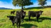 Koetong Creek Track, Bungil, Vic 3691-Image