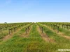 L703, Cnr CRogers & Wynns Road, Flaxman Valley, SA 5235-Image
