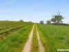 L703, Cnr CRogers & Wynns Road, Flaxman Valley, SA 5235-Image