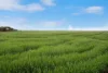 Lot 1/584 Godwins Road, Berriwillock VIC 3531-Image
