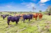 Lot 1 Fitzpatrick Road, Jones Hill, Qld 4570-Image
