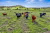 Lot 1 Fitzpatrick Road, Jones Hill, Qld 4570-Image