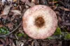 Lot 1 Mayberry Road, Mayberry, Tas 7304-Image