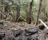 Lot 1 Mayberry Road, Mayberry, Tas 7304-Image