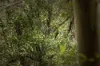 Lot 1 Mayberry Road, Mayberry, Tas 7304-Image