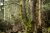 Lot 1 Mayberry Road, Mayberry, Tas 7304-Image