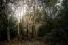 Lot 1 Mayberry Road, Mayberry, Tas 7304-Image