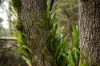 Lot 1 Mayberry Road, Mayberry, Tas 7304-Image