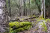 Lot 1 Mayberry Road, Mayberry, Tas 7304-Image