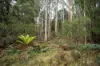 Lot 1 Mayberry Road, Mayberry, Tas 7304-Image